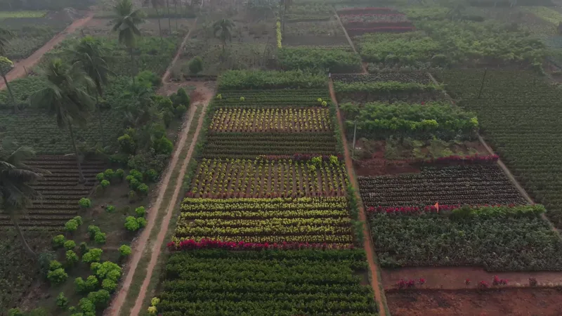Kadiyam’s nursery beds laid out in green and flowering blocks, seen from the air
