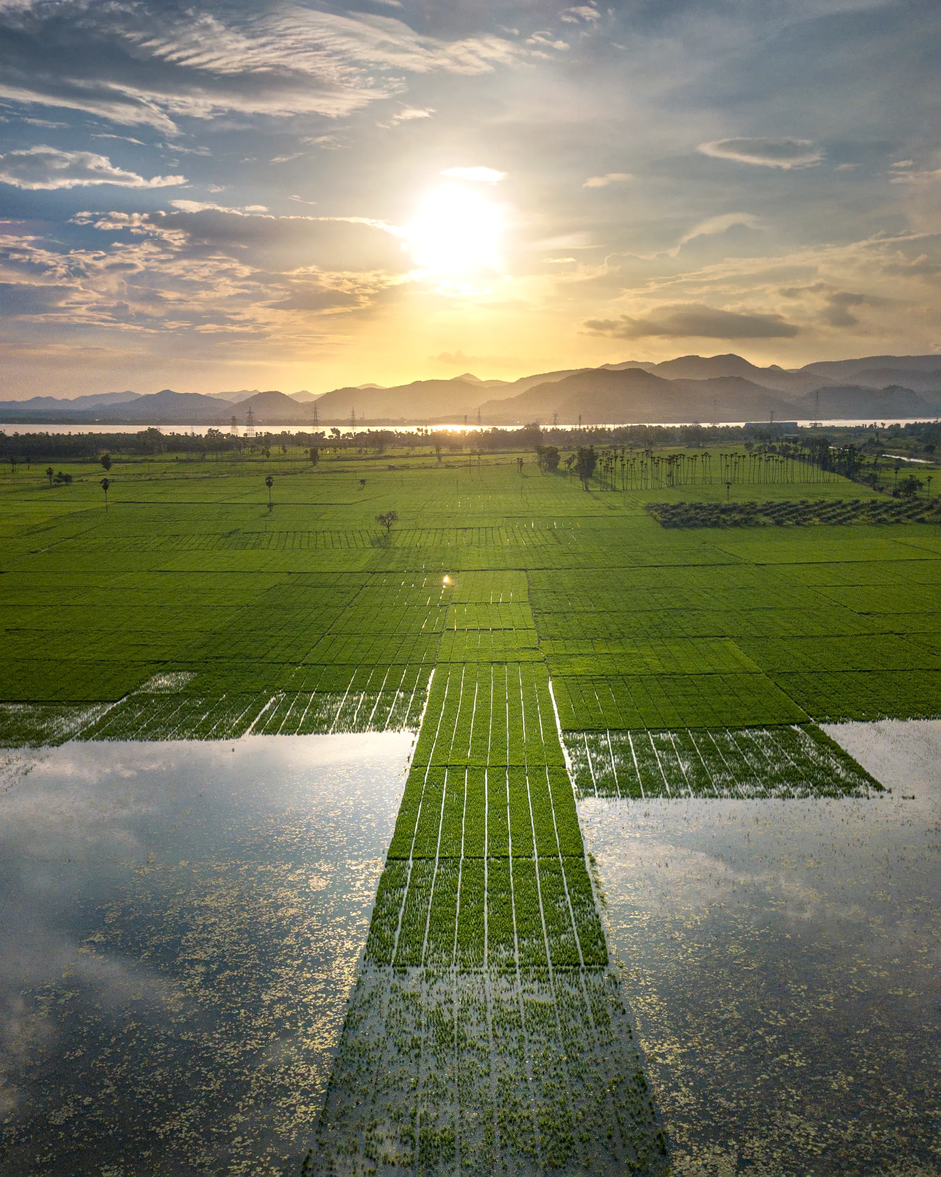 Flooded paddy fields mirroring the sunset in the delta