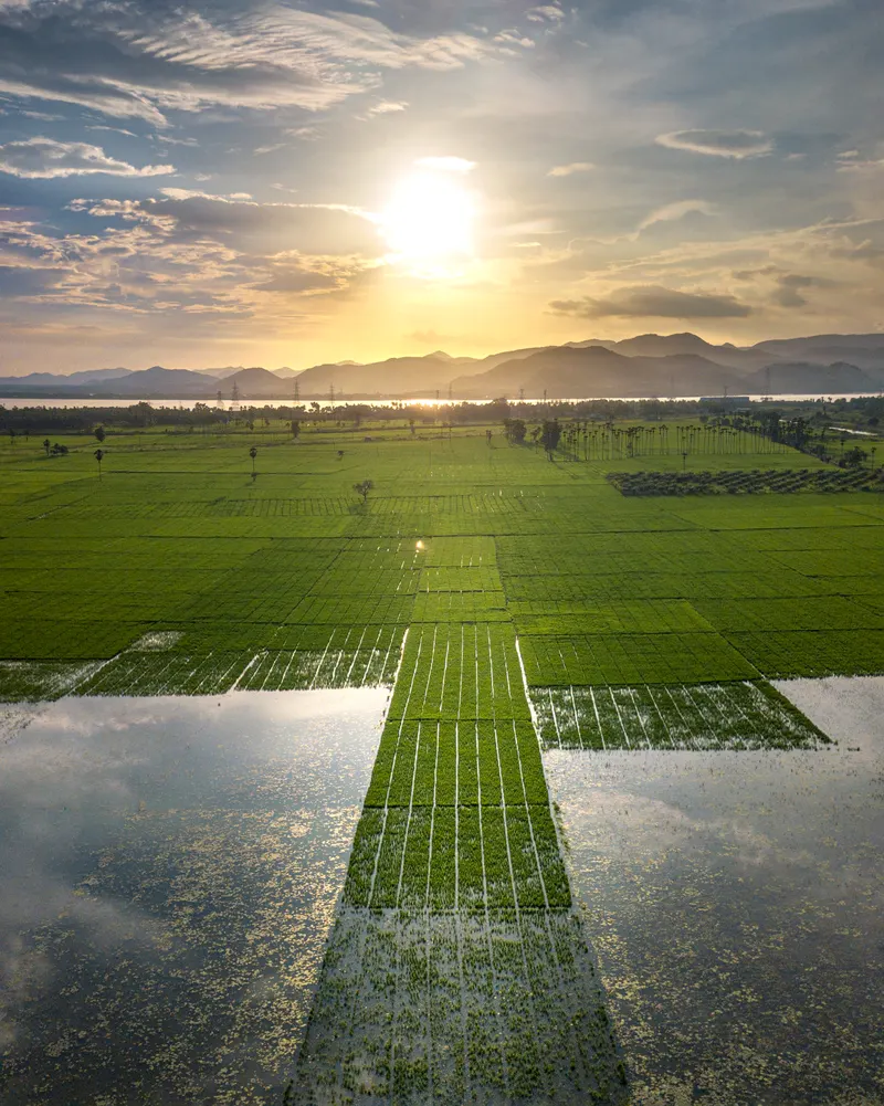 Flooded paddy fields mirroring the sunset in the Godavari delta