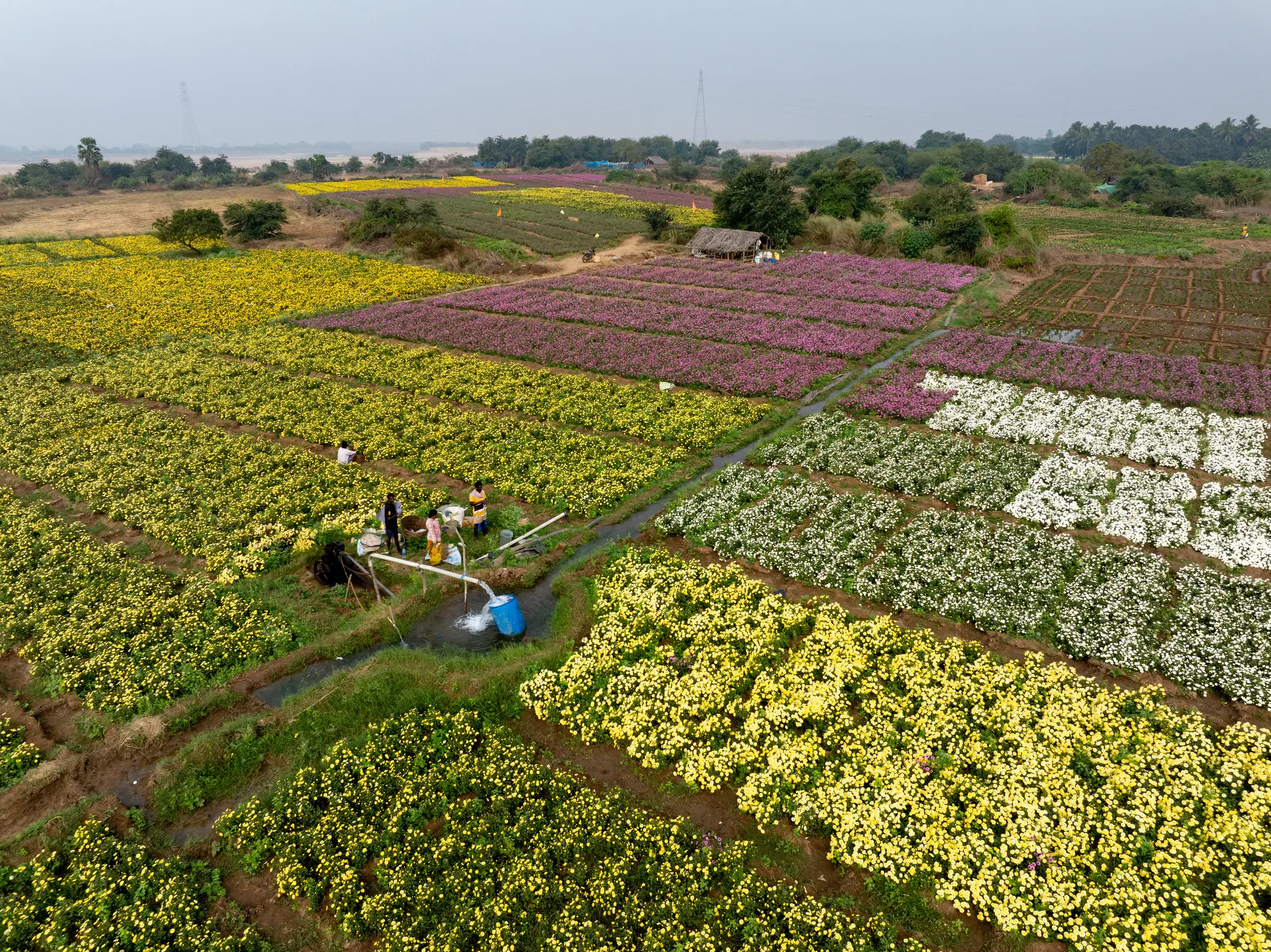 Aerial of Kadiyam nurseries in blocks of colour