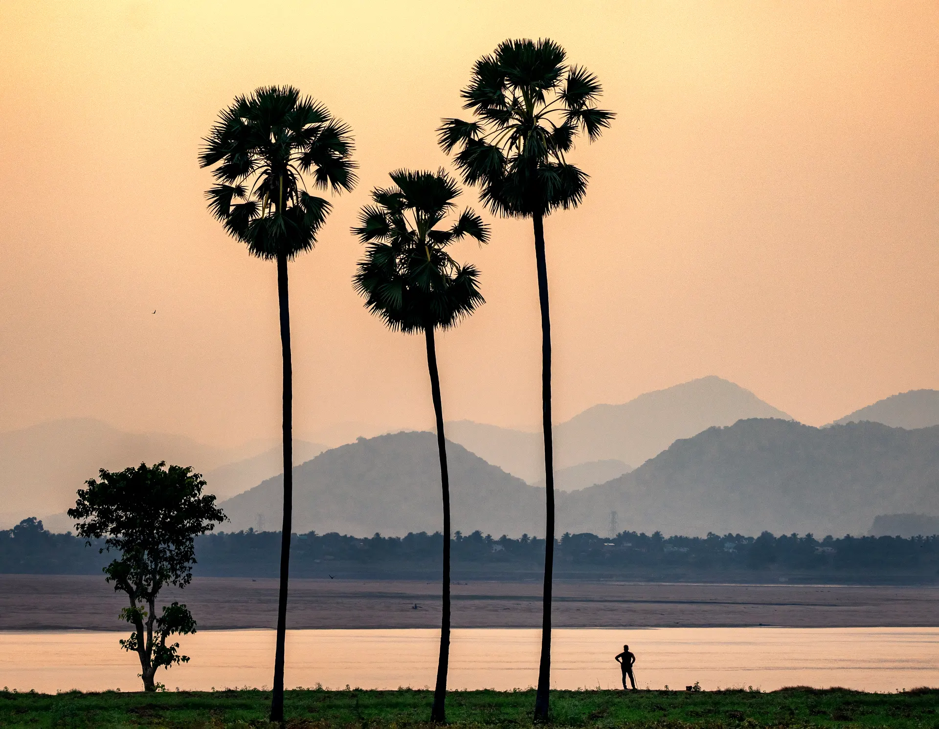 Palms of the delta at dusk