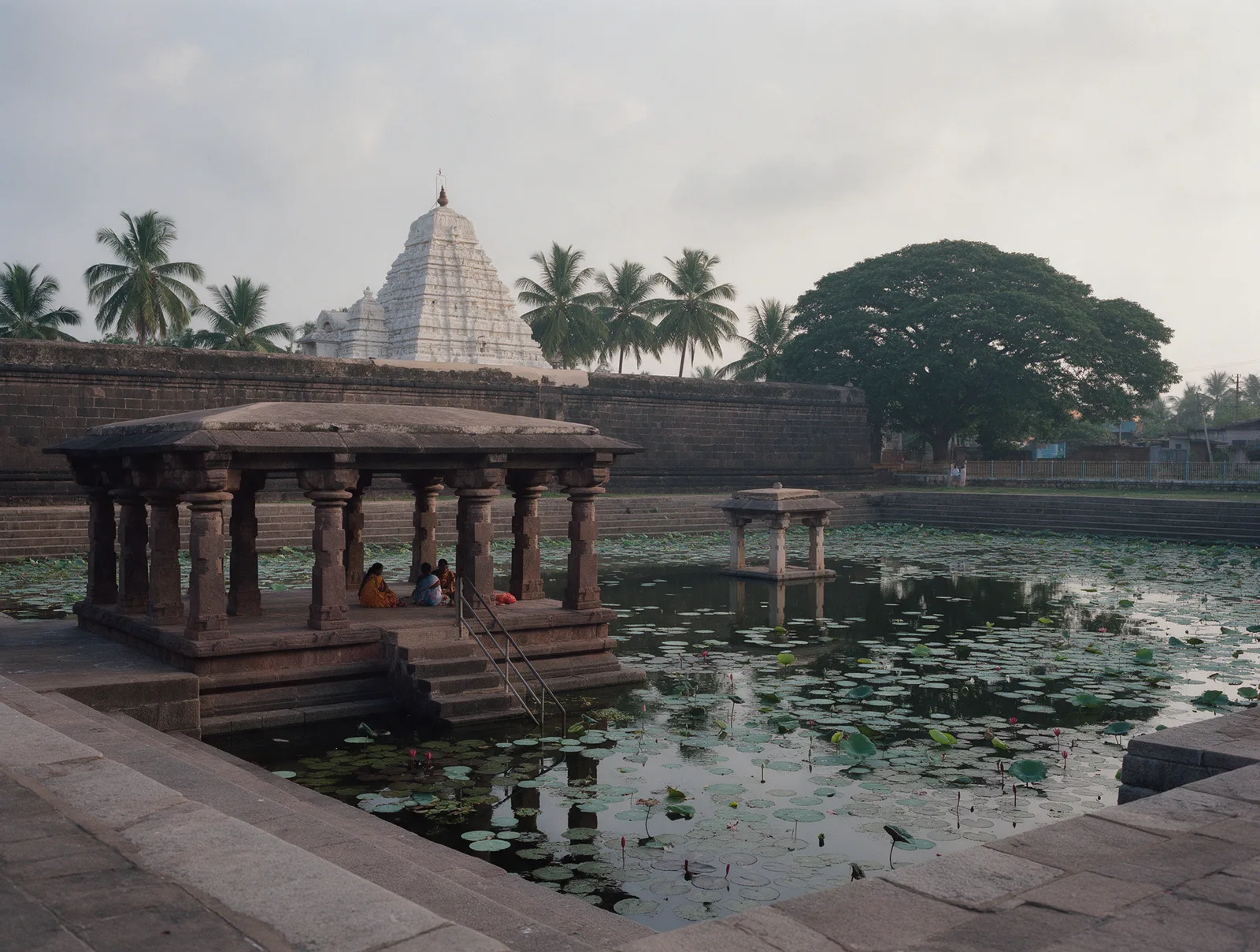 The lotus-covered temple tank at Samalkot with its dark sandstone pillared pavilion, the Kumararama temple wall and white plastered tower behind
